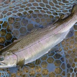 イトウが釣れたが… ～フィッシングパーク高島の泉～